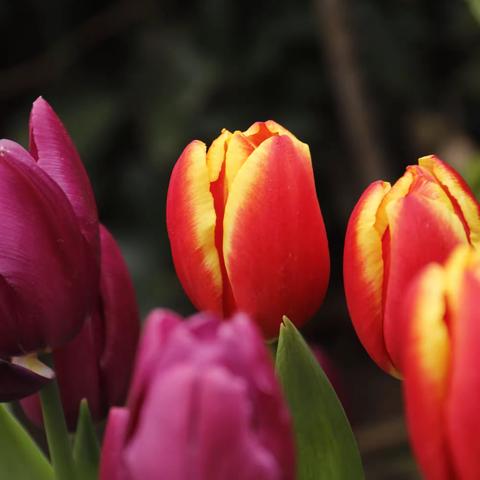 初春郁金香花展