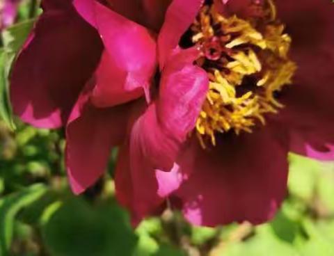 数尽风流话牡丹