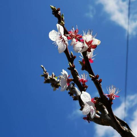 花太美