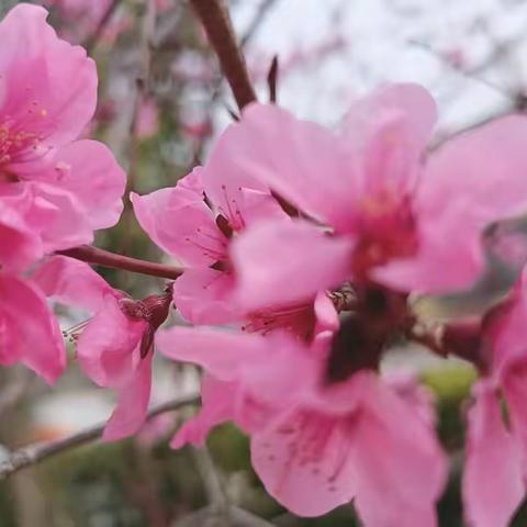 邂逅一场花海－－中三班小朋友共赏桃花🌸