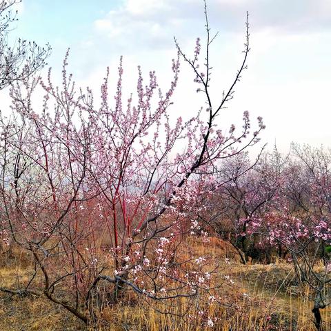 韶华易逝莫负春光🌸🌸🌸——北山公园品花🌸之旅