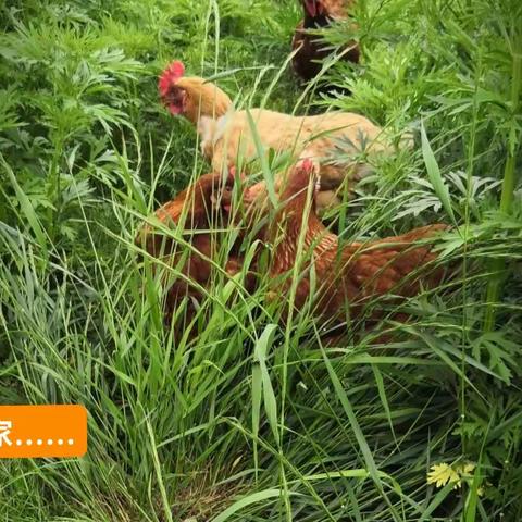 老家，那人那狗那鸡那狼……