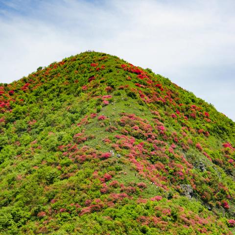 美哉！黄兖山杜鹃花开