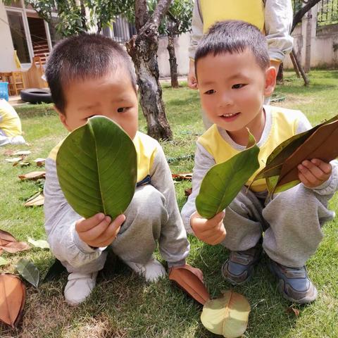 你好，树朋友🌲