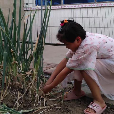 居家劳动我快乐！——大相小学家庭劳动角活动总结