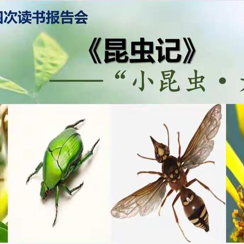 《昆虫记》“小昆虫，大世界”主题读书报告会