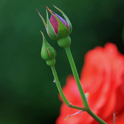 震维芳月季  宸极众星尊