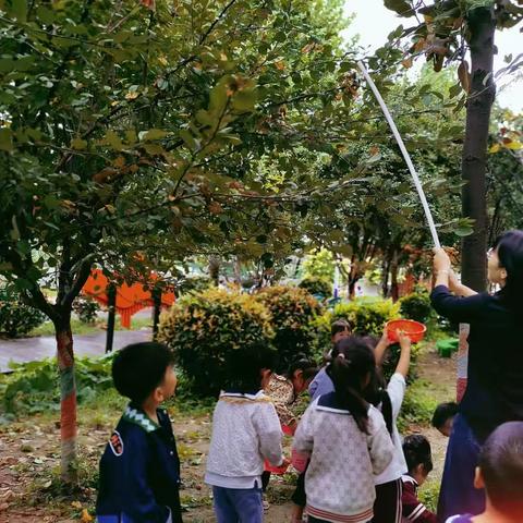 🌾金秋十月，海棠果实——民生幼儿园中五班