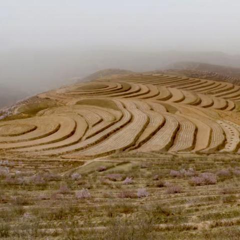 彭阳山杏花