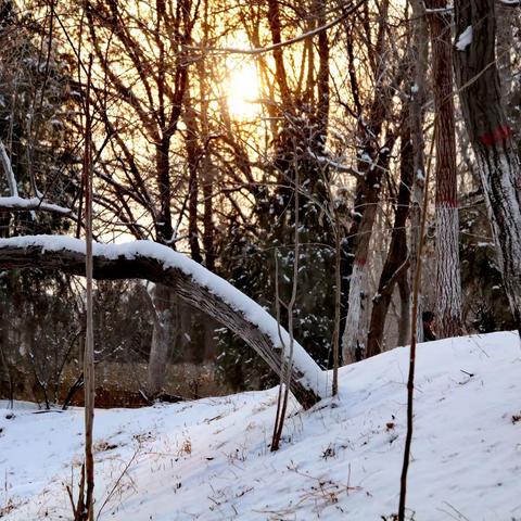 冬雪*枣树