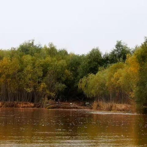 滨河秋景