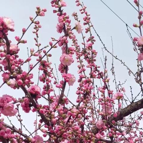 相约春天   共话教研