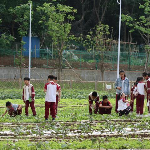 收获喜悦 分享幸福 ——记南京宇通实验学校四年级三班种植课程