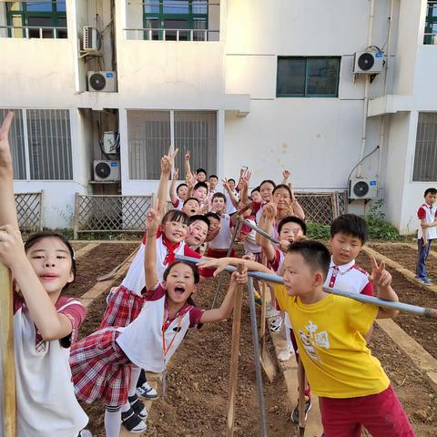 播种希望，一路“茼”行|南京宇通实验学校五年级三班种植课程