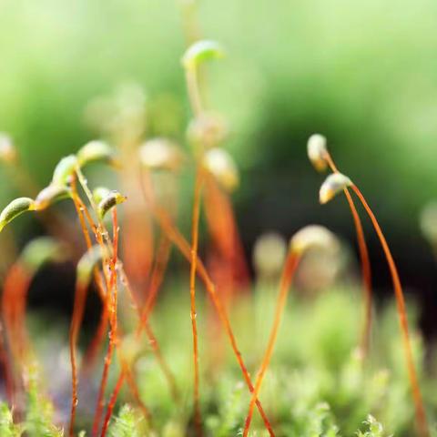 苔藓植物的学习笔记