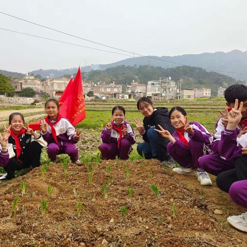 享劳动之乐，扬劳动之美——垌坪小学开展劳动实践活动