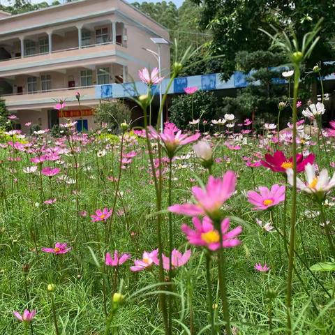 郁南县桂圩镇罗顺小学庆祝“六一儿童节”趣味活动