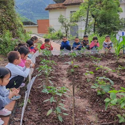 太平镇太平学校幼儿园——第十四周