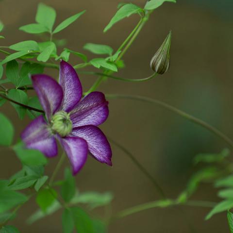 飘逸优雅，花开如莲