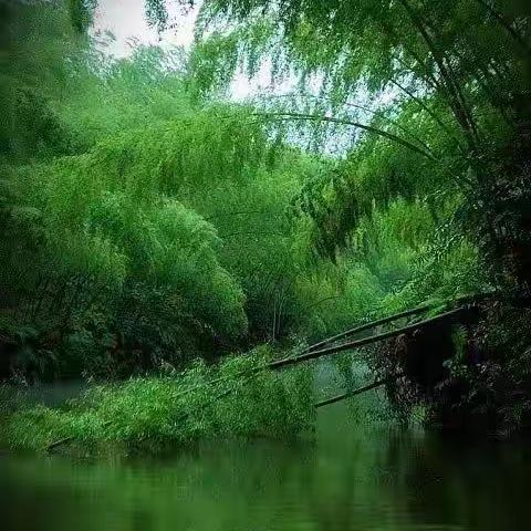 竹海惹了细雨