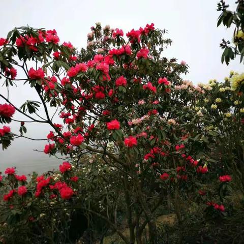 曲靖东山恩洪杜鹃花海