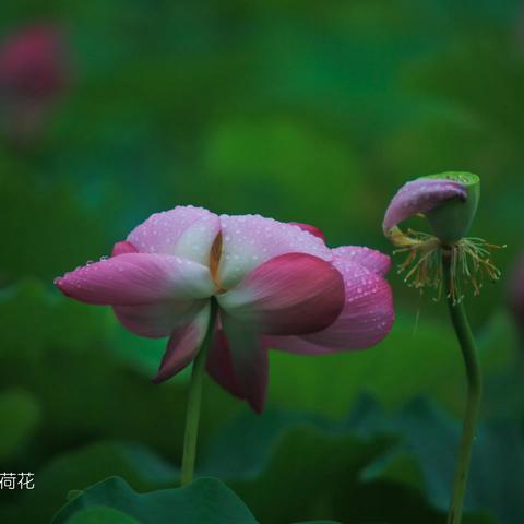 一霎荷塘过雨   明朝便是秋声