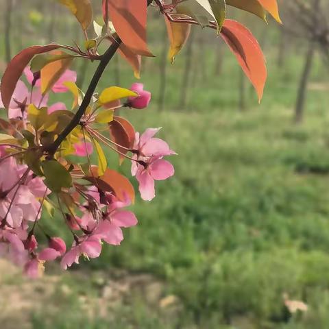 与春天握手，携快乐同行——十里铺小学六年级春游活动