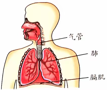 四年级科学停课不停学内容