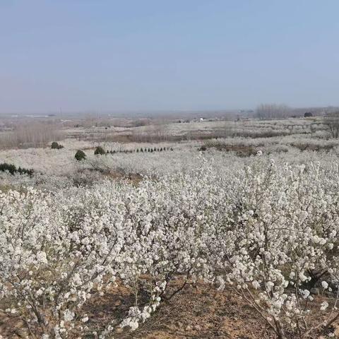 感去年樱桃花开时节