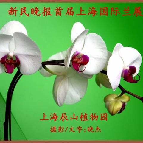 兰花(上)