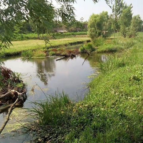 夏日浪漫小溪水