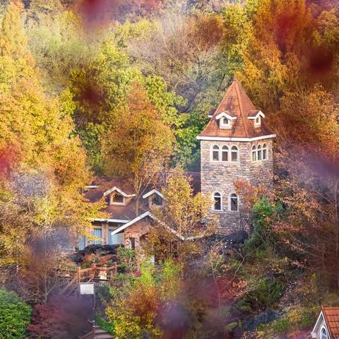 上海在黄山有块“飞地”——东黄山茶林场