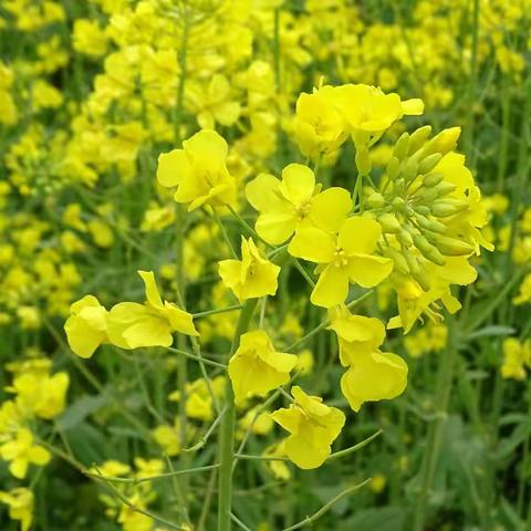 油菜花开金满地