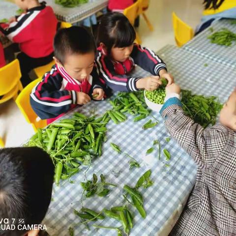 我是劳动小能手——咪咪乐幼儿分园中班劳动实践活动