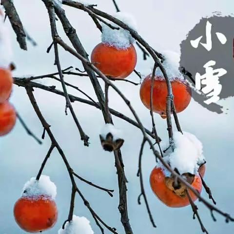 “冬来草木隐，雪落枯枝白”——聊城市实验小学领写联盟“小雪”节气作品撷英录