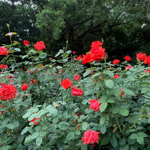 人民公园赏月季花开