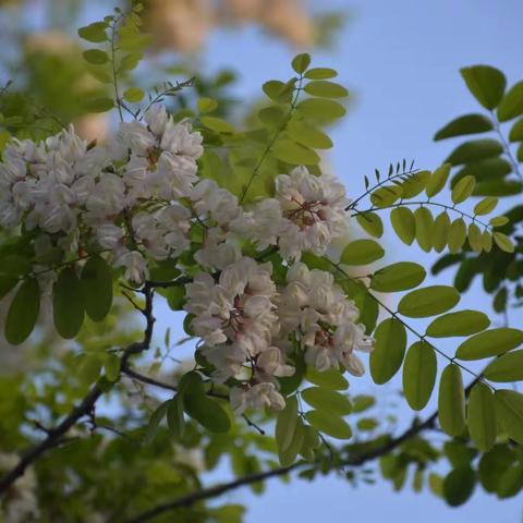 又是一年槐花香