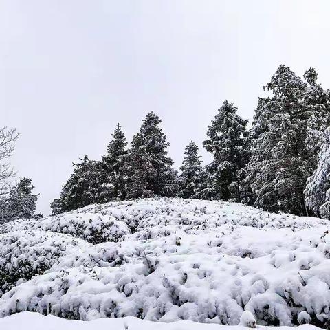 雪韵竹海茶乡：柳坪