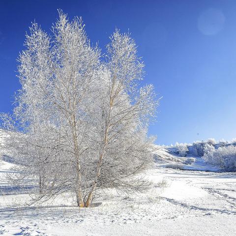 冬韵坝上      千山暮雪