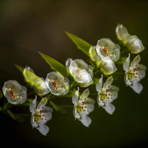 春色芳菲