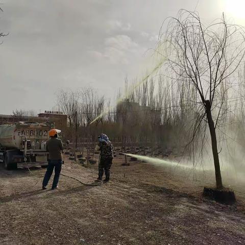 树木早春管理巧用石硫合剂