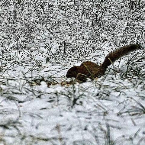 鼠年春节后的第一场雪（我的2020年2月2日）