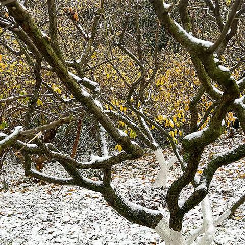 瑞雪迎新春一一金陵第一场雪（手机随拍）