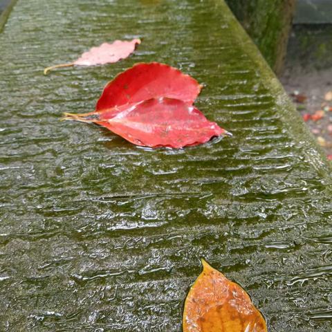 烟雨翠屏