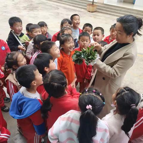 品味种植之趣，享受劳动之美——辛街乡杜家小学开展基于劳动教育，树立学生良好品德的实践活动