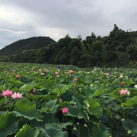 陌上花开