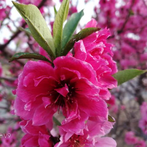 桃花艳，春意浓