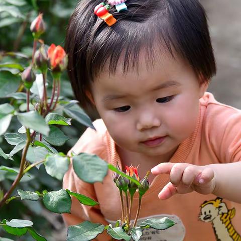 宝宝探索月季花