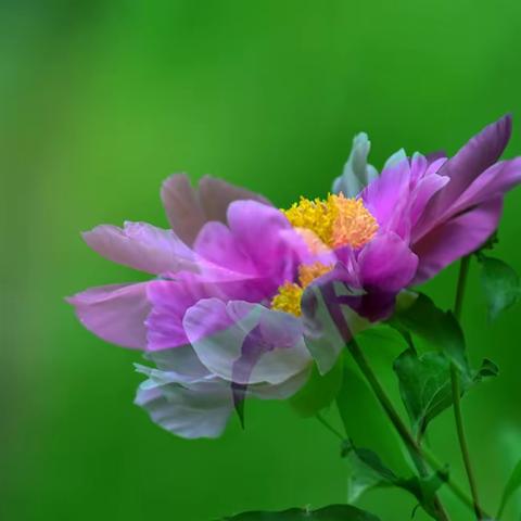 多重曝光芍药花