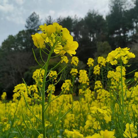 让你的作文教学处于现在进行时     ——统编版语文读写共生教与学